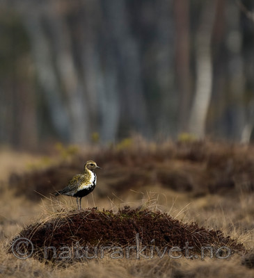 BB 06 0104 / Pluvialis apricaria / Heilo